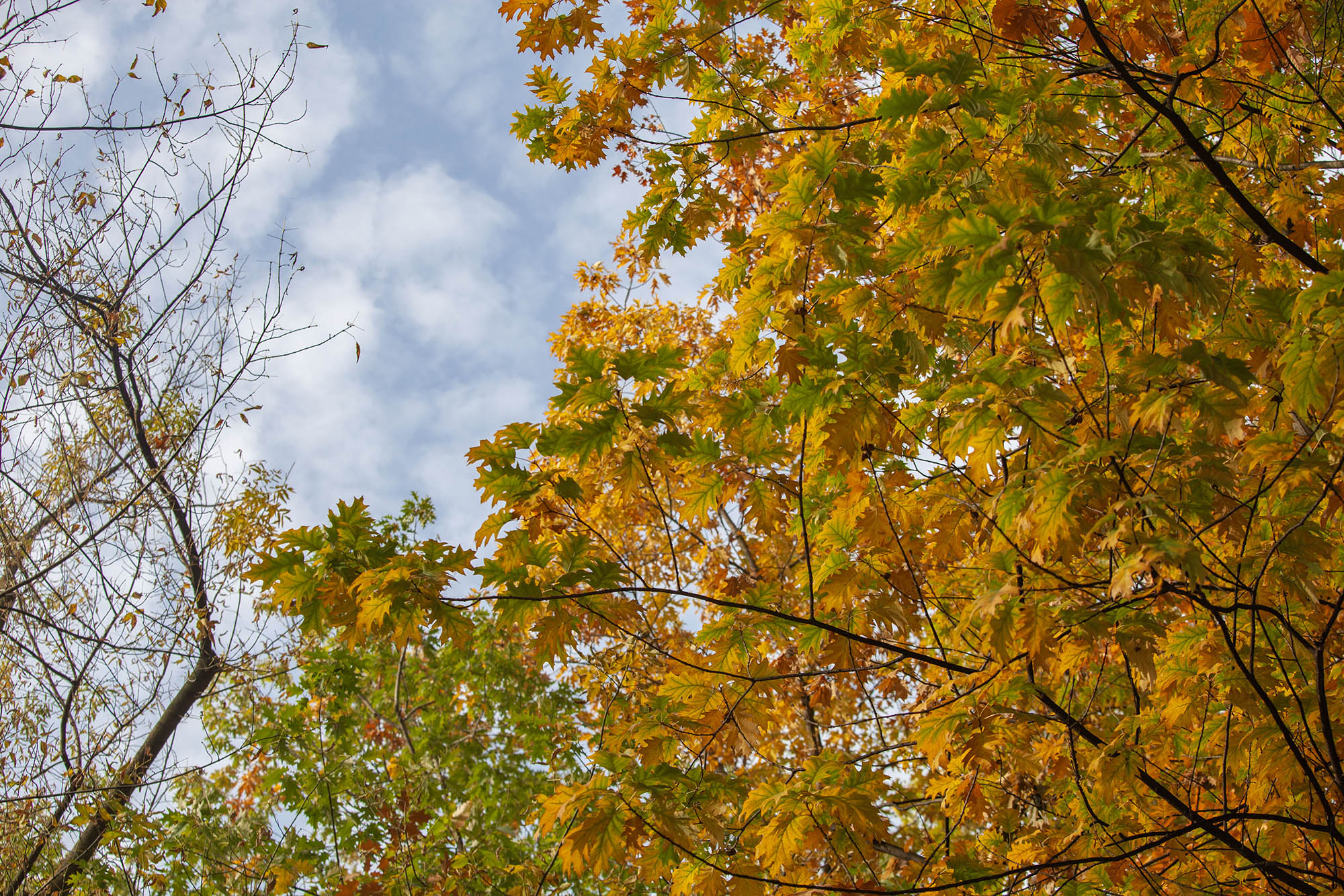 Kachalka park in Autum, Kyiv, Ukraine Kachalka park in Autum, Kyiv, Ukraine